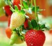 Les-avantages-pour-la-sante-des-feuilles-de-fraisier