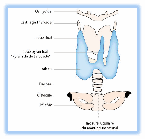 la thyroide