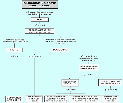 Bilirubine directe conjuguee