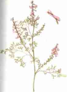 Fumeterre officinale