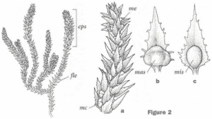 i53 300x168 - Lycophytes