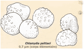 img 21 - Chlamydiales