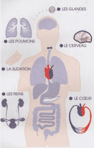 Dis-moi ce que tu manges, je te dirai qui tu es: Les besoins alimentaires