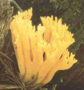 Calocère visqueuse : Calocera viscosa