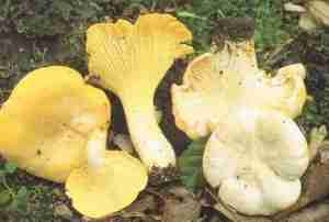 Cantharellus pallens