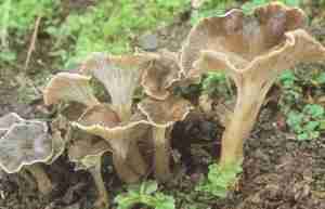 Chanterelle sinueuse : Pseudocraterellus sinuosus