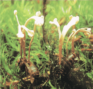 Cordyceps sphecocephala