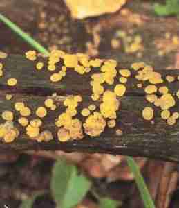 Dacrymyces stillatus