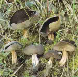 Helvella solitaria,Helvella queletii