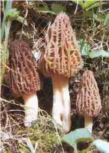 Morchella elata var. purpurascens