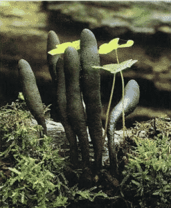 Xylaria longipes