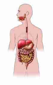 Digestion - Physiologie de la nutrition : Digestion et absorption