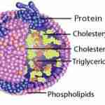 Classification immunochimique des lipoprotéines