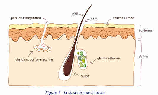 Structure De La Peau Medecine