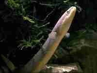 Anguilles murènes et anguilliformes - Anguilles, murènes et anguilliformes