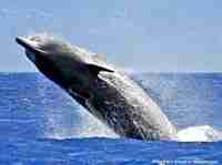 Baleines à bec - Baleines à bec
