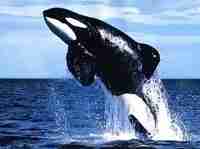 Baleines rorquals - Baleines, rorquals