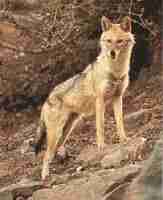 CHACALS COYOTE - Chacals, coyote