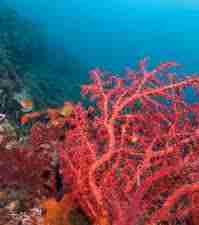 Corail rouge - Corail rouge, gorgones (octocoralliaires)