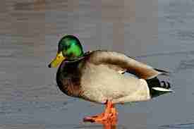 Pourquoi le canard ne sèche-t-il pas ses plumes ?