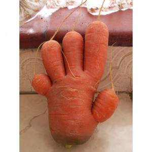 carotte a cinq doigts 300x300 - Carotte de cinq doigts