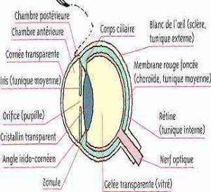 globe oculaire 300x273 - Qu’est-ce qu’un œil, et pourquoi sont-ils deux : anatomie
