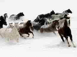 imagech - Pourquoi les chevaux du lac ladoga ont-ils péri dans les glaces
