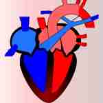 La circulation le fonctionnement cardiaque 150x150 - La circulation : le fonctionnement cardiaque