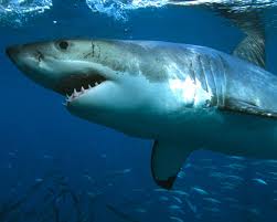 Requins Savoir Fr