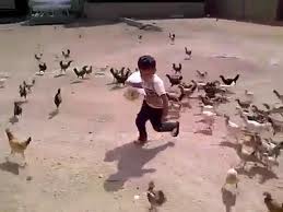 Un enfant attaqué par un troupeau de poules2 - Un moment inoubliable