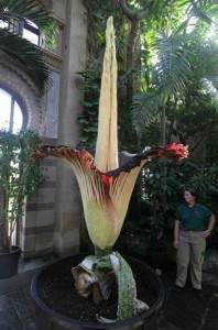plante1 198x300 - La plus grosse fleur au monde