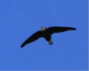 white throated bird - L&#039;oiseau le plus rapide sur Terre