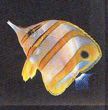 Chétodon orange