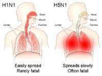 La pandémie grippale de 2009 Y a t il un rapport entre le H5N1 et le H1N1 - La pandémie grippale de 2009: Y a-t-il un rapport entre le H5N1 et le H1N1?