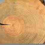 Le bois origine végétale du papier 150x150 - L&#039;histoire d&#039;une feuille de papier : Le bois, origine végétale du papier