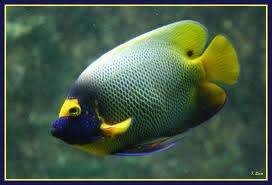 Poisson-ange français