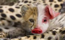 animal hybride - Superbe animal hybride!!!