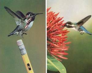bee hummingbird 300x237 - Bee Hummingbird