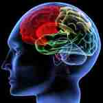 cerveau napoleon 150x150 - Quelle est la différence entre mémoire et intelligence