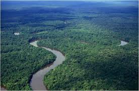 La déforestation,deuxième source de gaz carbonique