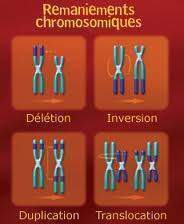 les romaniements chromosomes - L&#039;évolution ,des faits aux mécanismes