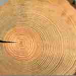 matiere de base bois 150x150 - Les matières de base de l’industrie papetière : Le bois