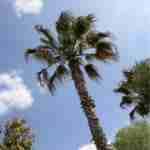 palmiers 150x150 - Les autres fibres naturelles végétales : Les palmiers