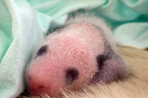 panda11 300x200 - Photos de bébé pandas