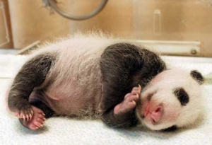 panda147 300x205 - Photos de bébé pandas