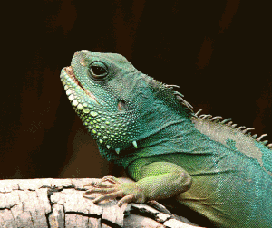 photographie chameleon 300x252 - Photographies sublimes d’animaux