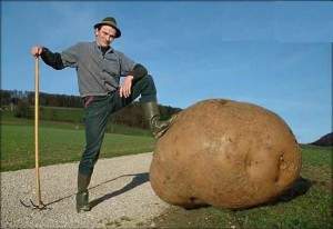 pomme de terre 300x206 - La géante pomme de terre