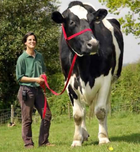 vache 277x300 - La plus grande vache dans le monde