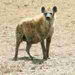 hyènes 150x150 - Les structures sociales dans les sociétés animales: Des carnivores en troupes