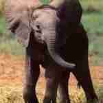 léphants 150x150 - Les structures sociales dans les sociétés animales: les éléphants